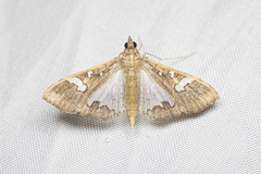 Maruca vitrata