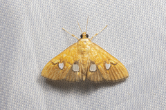 Nosophora semitritalis