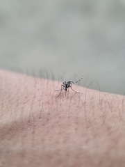 Stegomyia