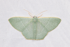 Pelagodes antiquadraria