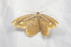 Pareumelea eugeniata