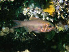 Optivus agastos