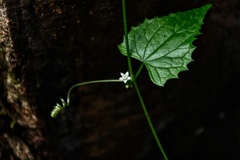 Zehneria