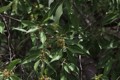 Lophostemon grandiflorus