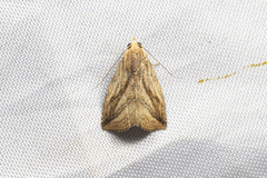Rivula striatura