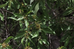 Lophostemon grandiflorus