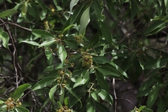 Lophostemon grandiflorus