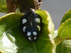 Mausoleopsis amabilis