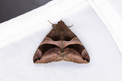 Bastilla arcuata