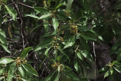 Lophostemon grandiflorus