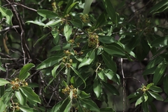 Lophostemon grandiflorus