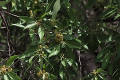 Lophostemon grandiflorus