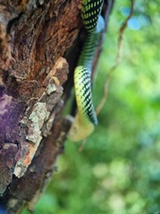 Chrysopelea paradisi