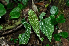 Begonia malabarica