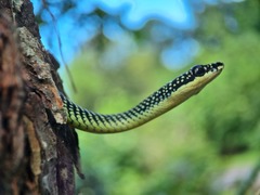 Chrysopelea paradisi