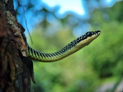 Chrysopelea paradisi