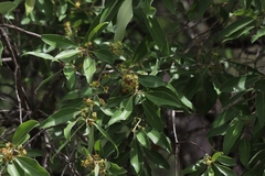 Lophostemon grandiflorus