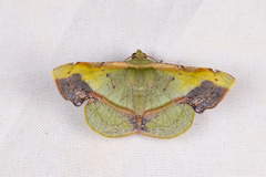 Fascellina plagiata