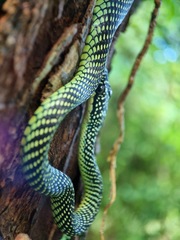 Chrysopelea paradisi