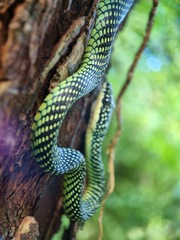 Chrysopelea paradisi