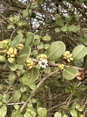 Ceanothus verrucosus