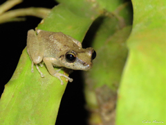 Pristimantis relictus