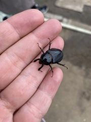 Ancognatha scarabaeoides