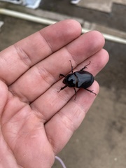 Ancognatha scarabaeoides