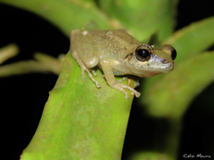 Pristimantis relictus