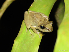 Pristimantis relictus