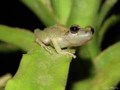 Pristimantis relictus