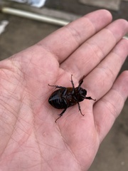 Ancognatha scarabaeoides