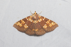 Saroba pustulifera