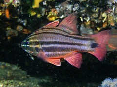 Ostorhinchus limenus