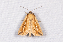 Mythimna decisissima