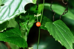 Zehneria