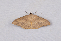 Luxiaria mitorrhaphes
