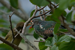 Chrysococcyx caprius