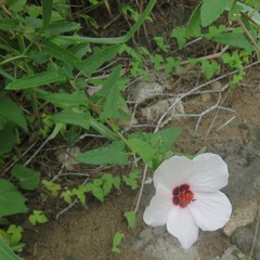 Pavonia hastata