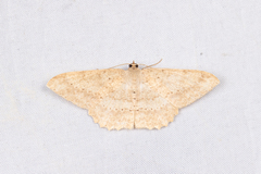 Luxiaria mitorrhaphes