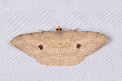 Luxiaria mitorrhaphes