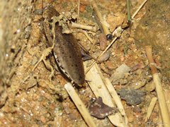 Epilampra substrigata