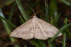 Luxiaria mitorrhaphes