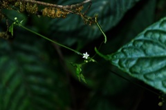 Zehneria