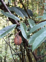 Millettia pachycarpa