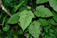 Girardinia diversifolia