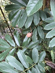 Millettia pachycarpa