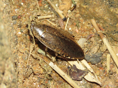 Epilampra substrigata