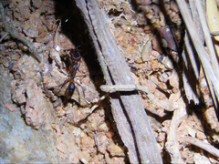 Odontomachus haematodus