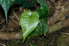 Tectaria polymorpha
